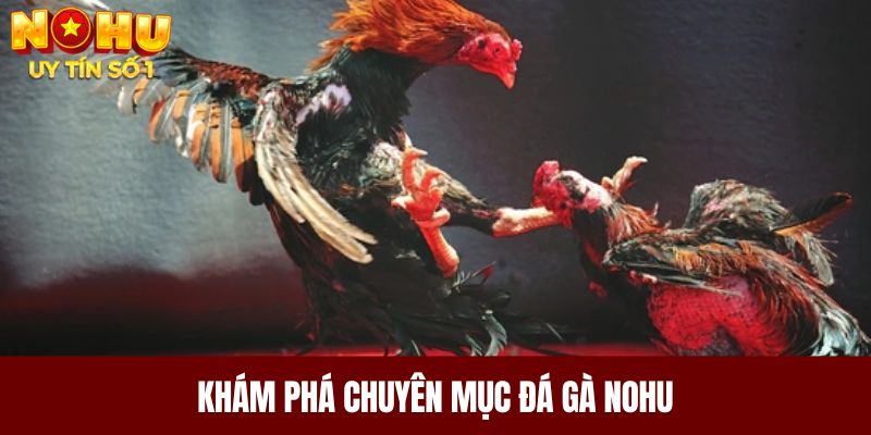 Khám phá chuyên mục đá gà NOHU