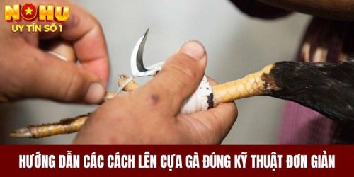 Hướng Dẫn Các Cách Lên Cựa Gà Đúng Kỹ Thuật Đơn Giản