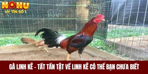 Gà Linh Kê - Tất Tần Tật Về Linh Kê Có Thể Bạn Chưa Biết