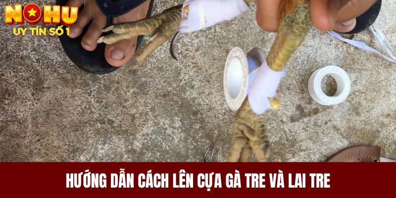 Hướng dẫn cách lên cựa gà tre và lai tre