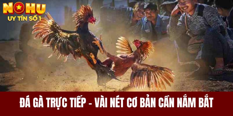 Khái quát đá gà trực tiếp