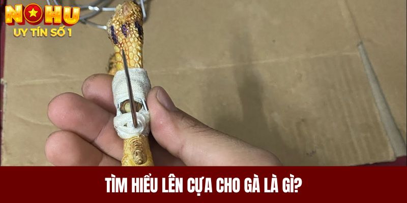 Tìm hiểu lên cựa cho gà là gì?