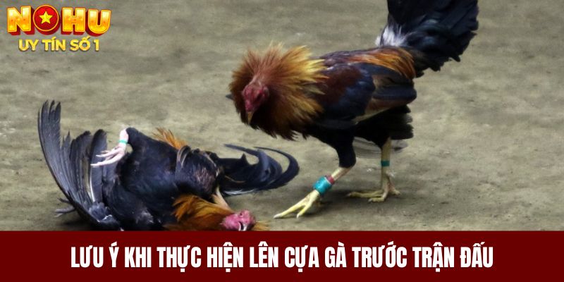 Lưu ý khi thực hiện lên cựa gà trước trận đấu