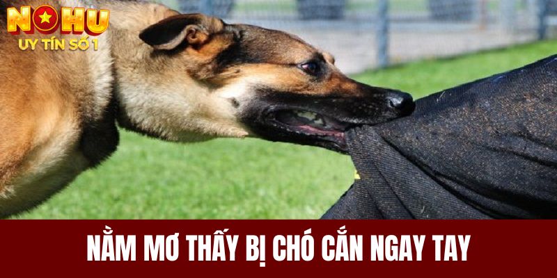 Nằm mơ thấy bị chó cắn ngay tay