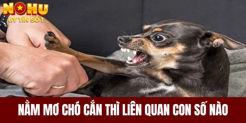 Nằm mơ thấy chó cắn thì liên quan con số nào