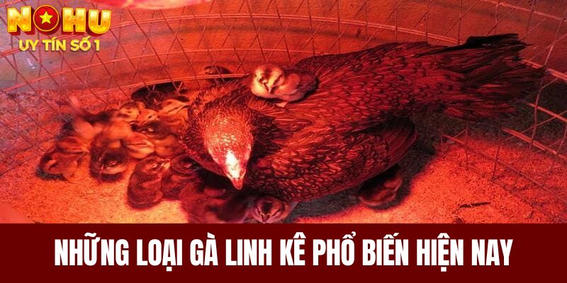 Những loại gà linh kê phổ biến hiện nay