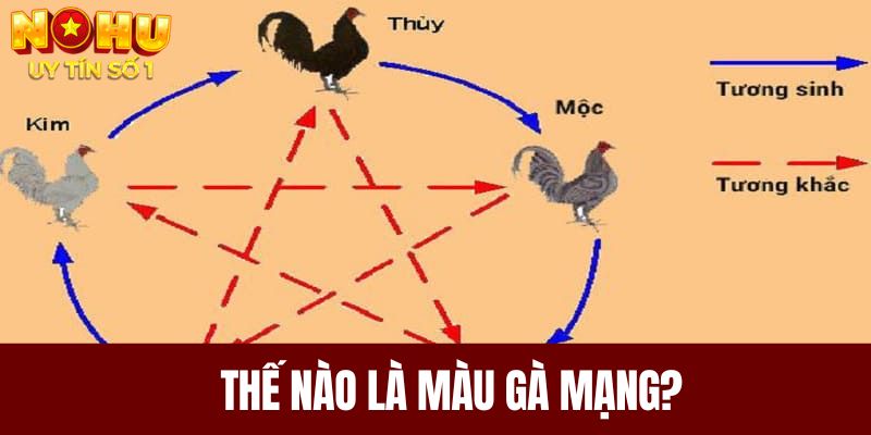 Thế nào là màu gà mạng?