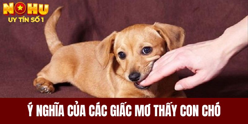 Ý nghĩa của các giấc mơ thấy con chó